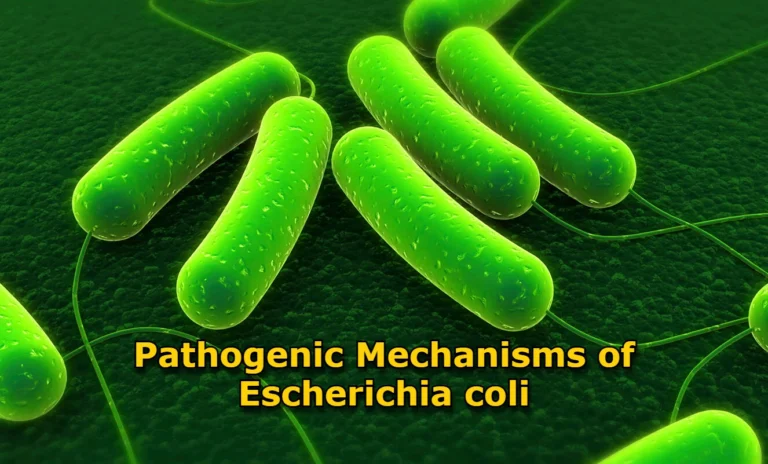 Escherichia coli